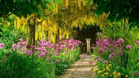 Laburnum and allium. - path, allium, garden, laburnum, flower, statue