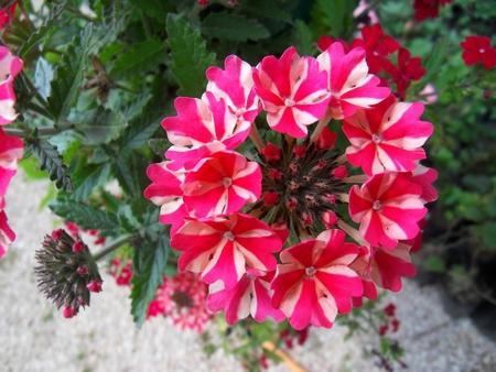 Verbena. - petal, verbena, flower, plant, pink