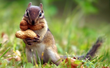 storing up for winter - cute, furry, animal, photography