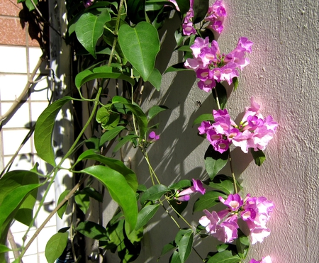 Vines and flowers - flowers, pretty, vines, wall