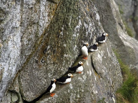 Puffin-Birds - picture, puffin, cool, birds