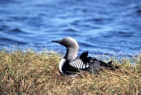 Arctic-Loon - picture, arctic, beautiful, loon