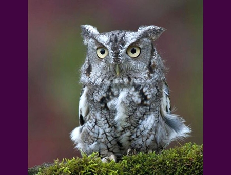 Owl - owl, picture, cool, beautiful