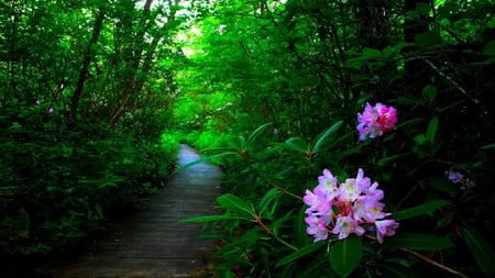 Scenic Walkway - forests, trees, popular, wallpaper, path, rhododendruns, nature, walkway, flowers, shrubs