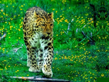 Panther in Green - beautiful, panther, in green, picture