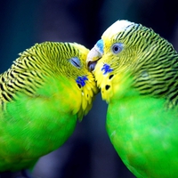 green loving birds