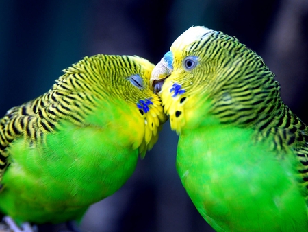 green loving birds - birds, lovely, loving, green