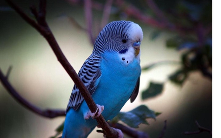 blue parrot - loveing, parrot, lovely, blue