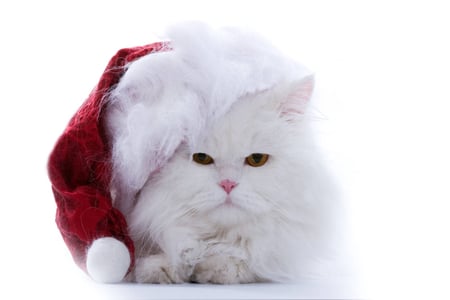 Santa Cat - christmas, santa, animal, cat