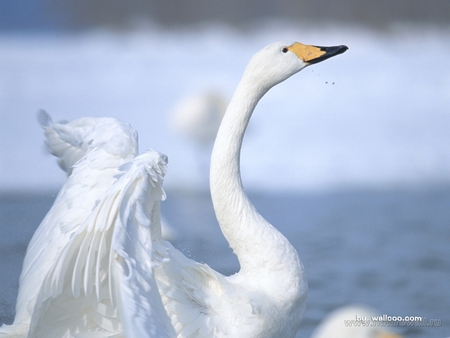 swan duck - pretty, duck, white, water