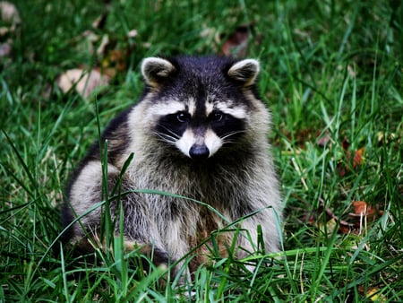 Raccoon - mamal, raccoon, animal, nature