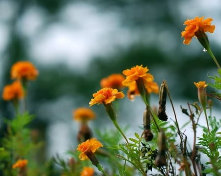 Standing Tall - flowers, leaves, orange, stems