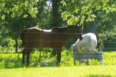 The Good Outlaw - animal, quarterhorse, peewee, goodoutlaw