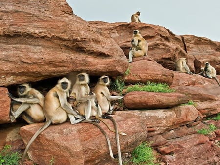 Langurs - mother, langurs, clif, rocks