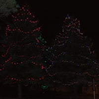 Barrie's lighted trees