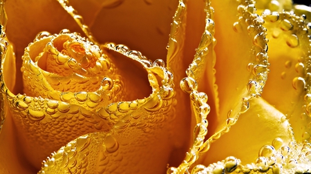 Yellow Rose - art, abstract, yellow, water, digital, rose, drops