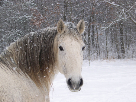 lovely face - cute, i love horses, horse, horses