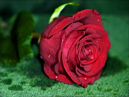 Beautiful red rose - nice, pretty, red, delicate, wet, flowers, lovely, rose