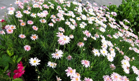 Roadside flowers - pretty, flowers, pink, roadside