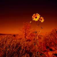 Yellow Flower