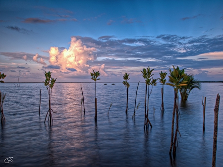 Beautiful Sky - cloud, sea, ocean, plant, sky