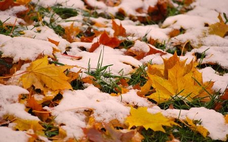 Autumn Leafs in Snow - nature, autumn, snow, leafs, winter