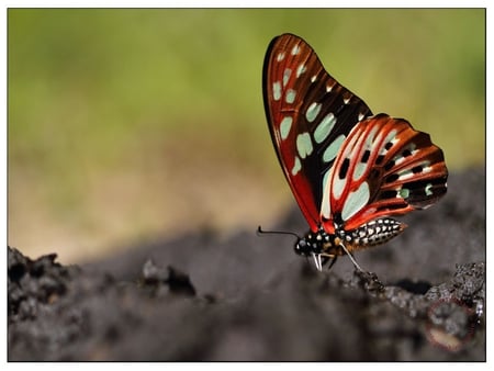 Beautiful - butterfly, colourful, fly, butterflies