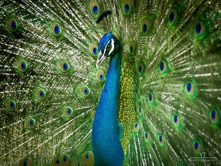 Peacock - blue, beautiful, green, animal, bird