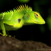 Green Lizard