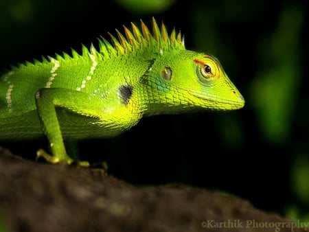 Green Lizard - lizard, pet, colour, iguana, green