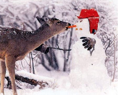 Don't eat my nose - snowman, winter, red, deer