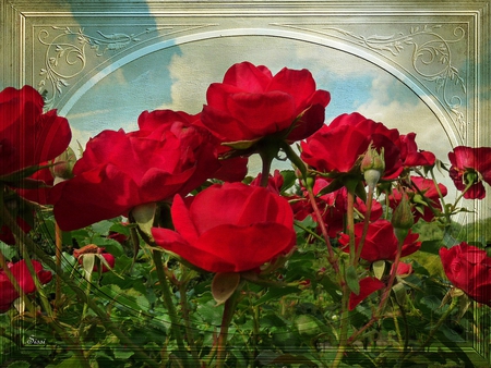 Red Rose - love, red, beautiful, rose, flower