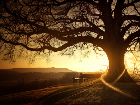 Tree in the sunset - sunset, light, tree, sun