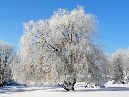 frosted willow - trees, frosted, nature, willow