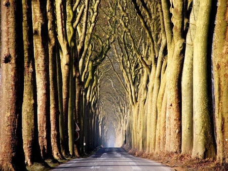 Road of Trees - road, trees, rows, tall