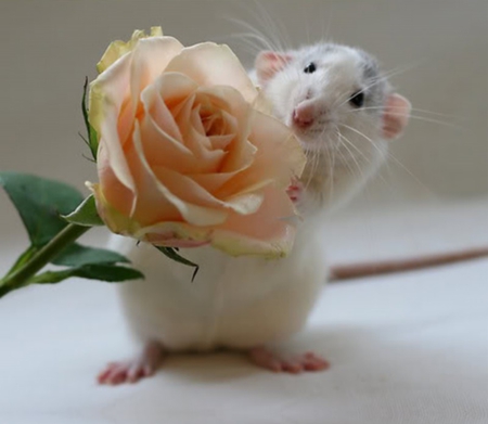 A Rose For You - white, mouse, rose, flower