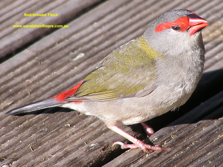 RED BROWED FINCH - bird, cute, finch, red