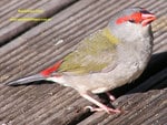 RED BROWED FINCH