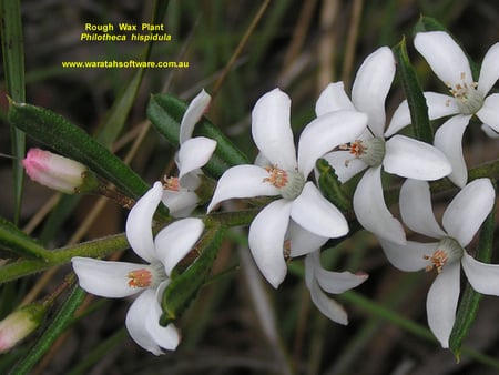 ROUGH WAX PLANT - beautiful, white, flower, pretty