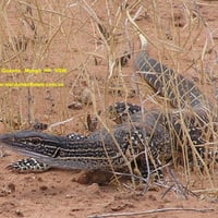 SAND GOANNA