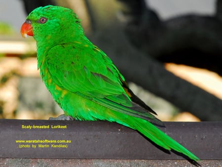 BEAUTIFUL LORIKEET - bird, beauty, lorikeet, green