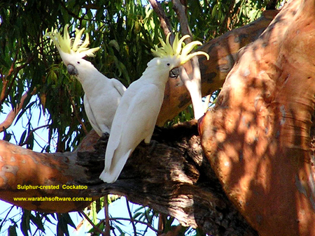 COCKATOO'S - white, tree, yellow, birds