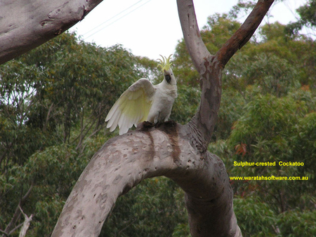 COCKATOO - bird, white, yellow, tree