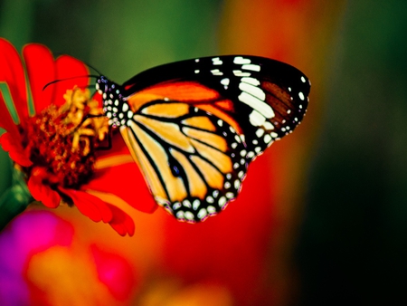 Gorgeous - flutterby, colour, red, butterfly, flower