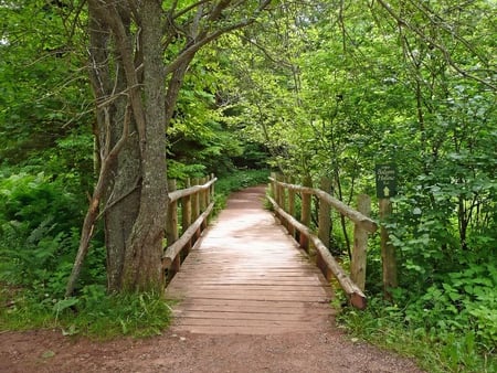 Anne of Green Gables Walk - trees, walk, wood, bridge