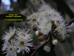 SCRIBBLY GUM FLOWERS