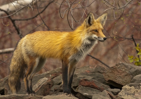 Red Fox - fox, forest, red, wild