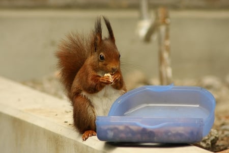 WOW! What IS This Stuff?? - food, squirrel, eating, red