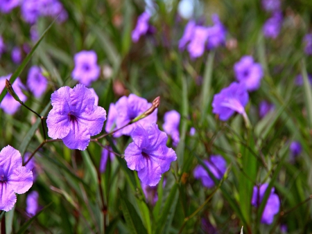 Purple - garden, green, morning, flower, park