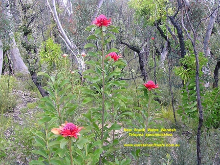 WARATAH FLOWERS - flowers, trees, pretty, bush